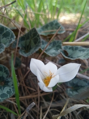 Crocus hyemalis