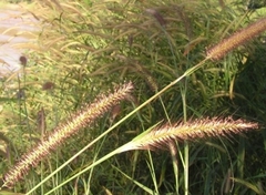 Cenchrus polystachios