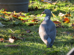 Columba palumbus