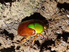 Calomacraspis haroldi