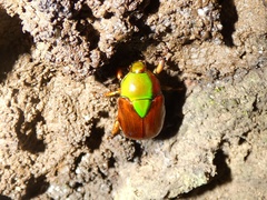 Calomacraspis haroldi