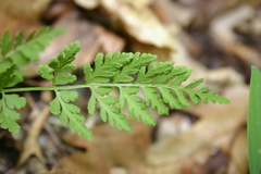 Cystopteris tenuis