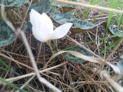 Crocus hyemalis