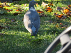 Columba palumbus