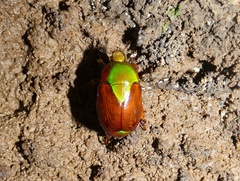 Calomacraspis haroldi