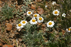 Richteria pyrethroides