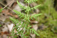Woodsia obtusa