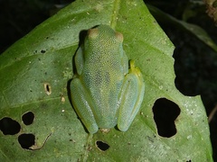 Cochranella granulosa