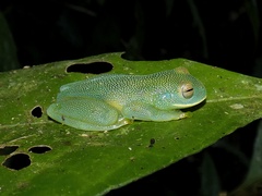 Cochranella granulosa