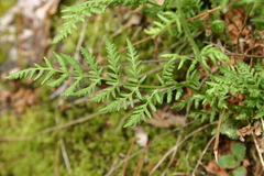 Woodsia obtusa