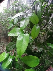 Garcinia