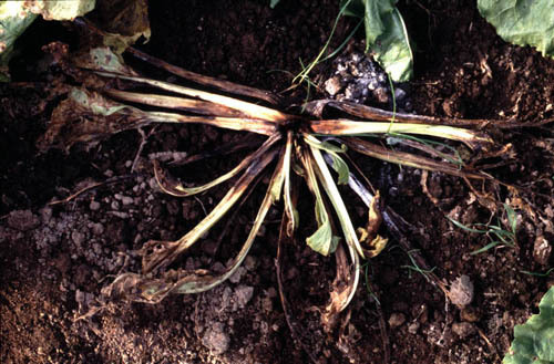 Brown Patch Disease
