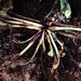 Rhizoctonia solani - Photo (c) anónimo, algunos derechos reservados (CC BY)