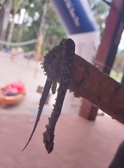 Atractus major