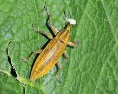 Lixus iridis