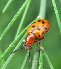 Crioceris duodecimpunctata