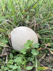 Lycoperdon pratense