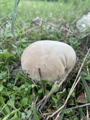 Lycoperdon pratense