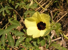 Hibiscus diversifolius