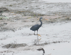 Egretta gularis