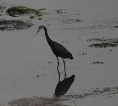 Egretta gularis