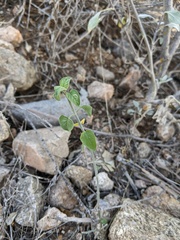 Justicia californica