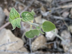 Justicia californica