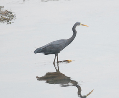Egretta gularis