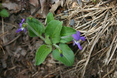 Viola fimbriatula