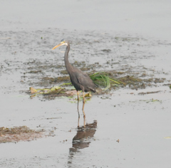 Egretta gularis