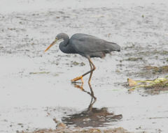 Egretta gularis
