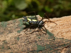 Micrathena lepidoptera