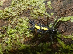 Micrathena lepidoptera