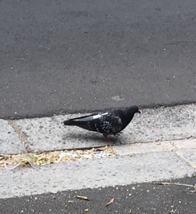 Columba livia domestica