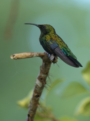 Eulampis holosericeus