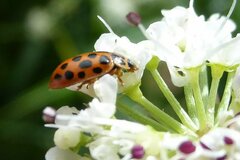 Anisosticta novemdecimpunctata