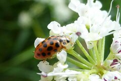 Anisosticta novemdecimpunctata