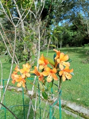 Rhododendron javanicum