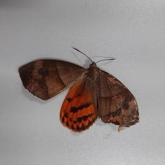 Ceretes marcelserres