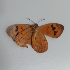 Ceretes marcelserres