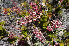 Agarista buxifolia image