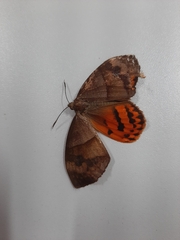 Ceretes marcelserres