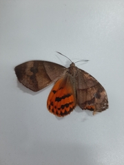 Ceretes marcelserres