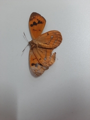 Ceretes marcelserres