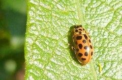 Anisosticta novemdecimpunctata