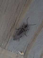 Actenicerus siaelandicus