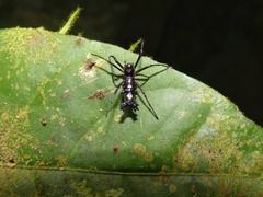 Micrathena lepidoptera