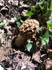 Morchellaceae