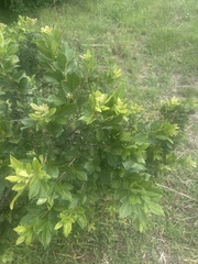 Searsia pyroides gracilis