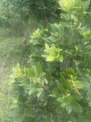 Searsia pyroides gracilis